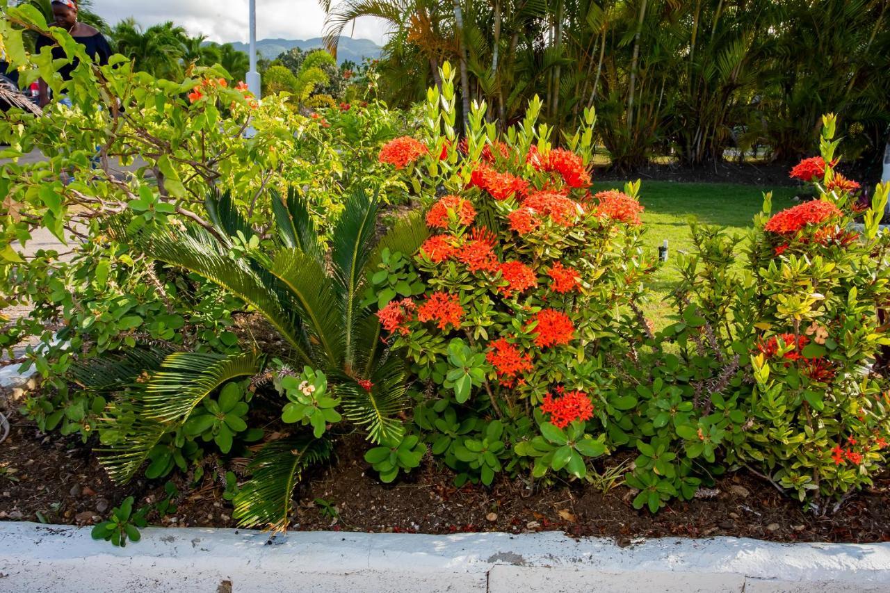 Nature'S Choice Home Richmond Palms, Jamaica Bagian luar foto